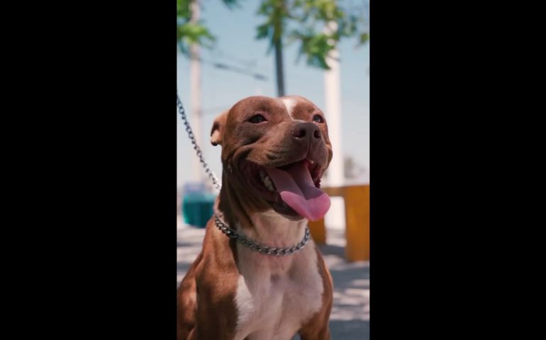 Únete al Croquetón: Ayuda a los animales desamparados en su Día Mundial