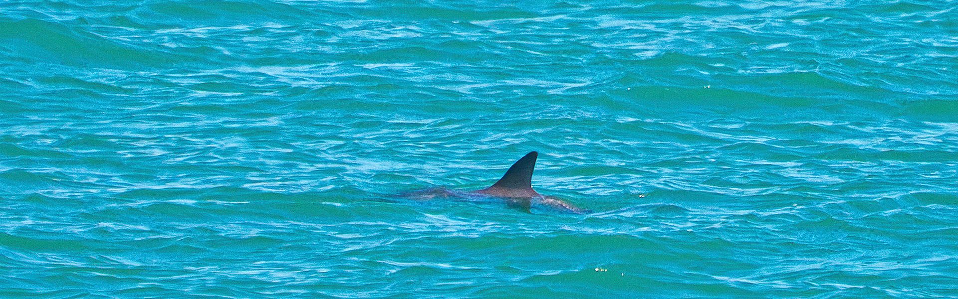 Registran solo 13 vaquitas marinas en el Alto Golfo de California