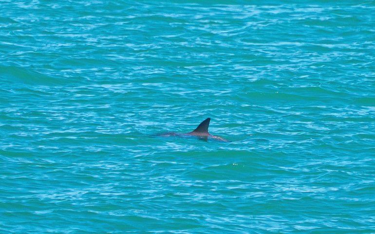 Registran solo 13 vaquitas marinas en el Alto Golfo de California