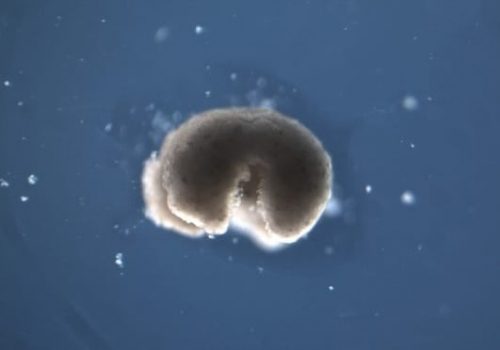 Bioingeniería crea robots vivos hechos de células reales