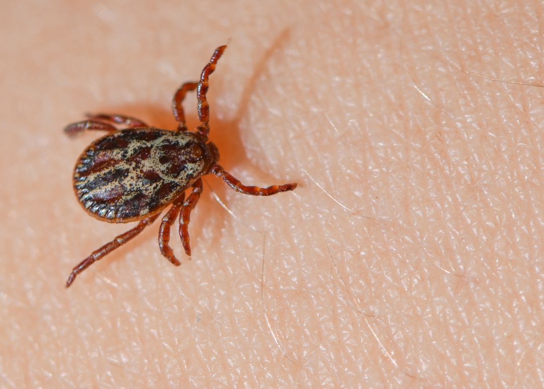 Virus FHCC: una amenaza emergente en Europa debido al cambio climático