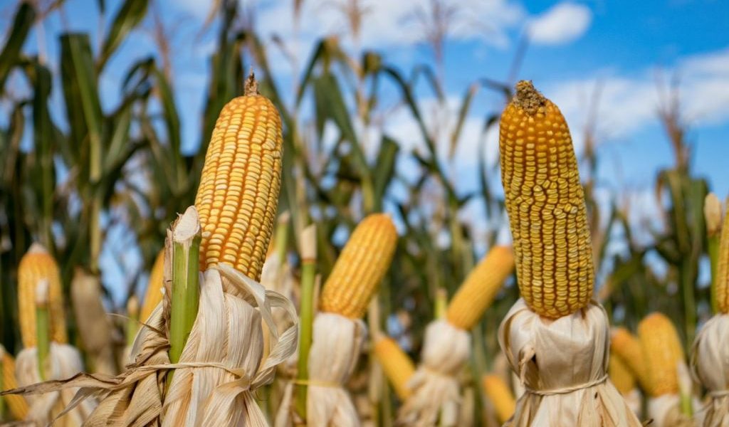 Canadá tambien participará en el panel sobre el maiz trasgenico