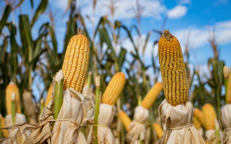 Canadá tambien participará en el panel sobre el maiz trasgenico