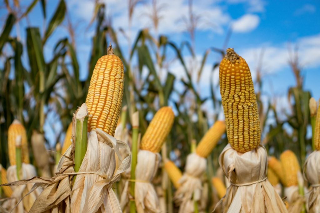 Canadá tambien participará en el panel sobre el maiz trasgenico