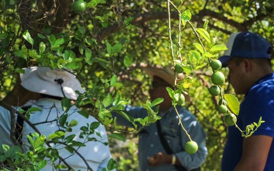 Agricultores en Apatzingán se resisten al incremento en el precio del limon por el crimen organizado