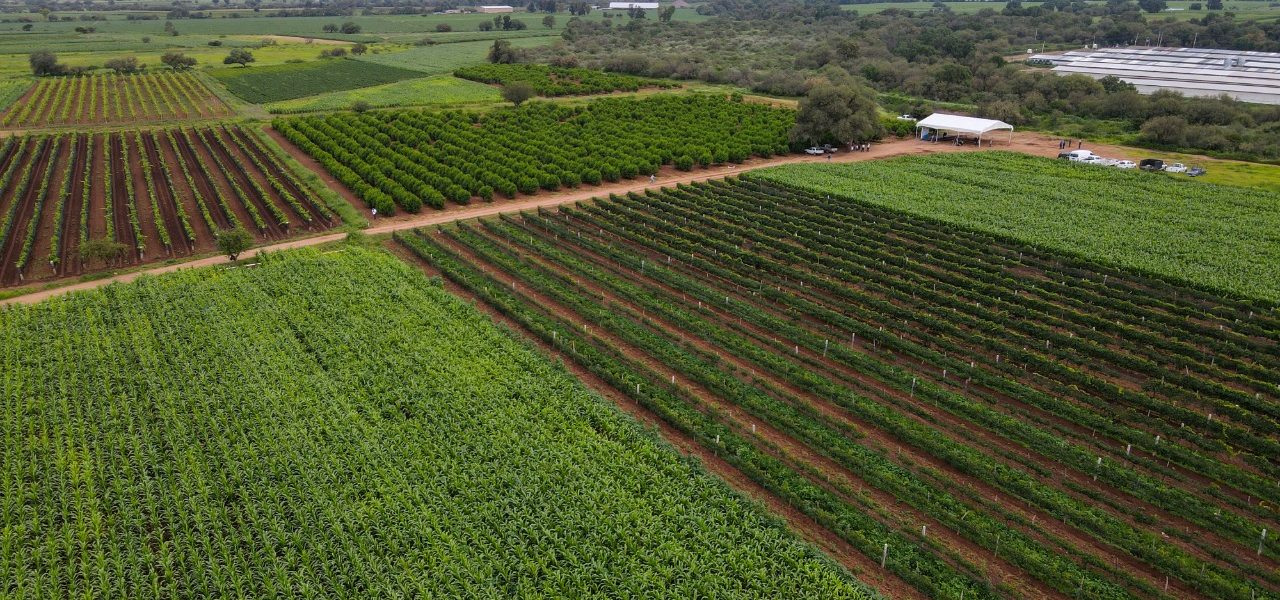 ANUNCIA TERE JIMÉNEZ PROGRAMA EMERGENTE PARA APOYAR A PRODUCTORES CON SEMILLA DE AVENA
