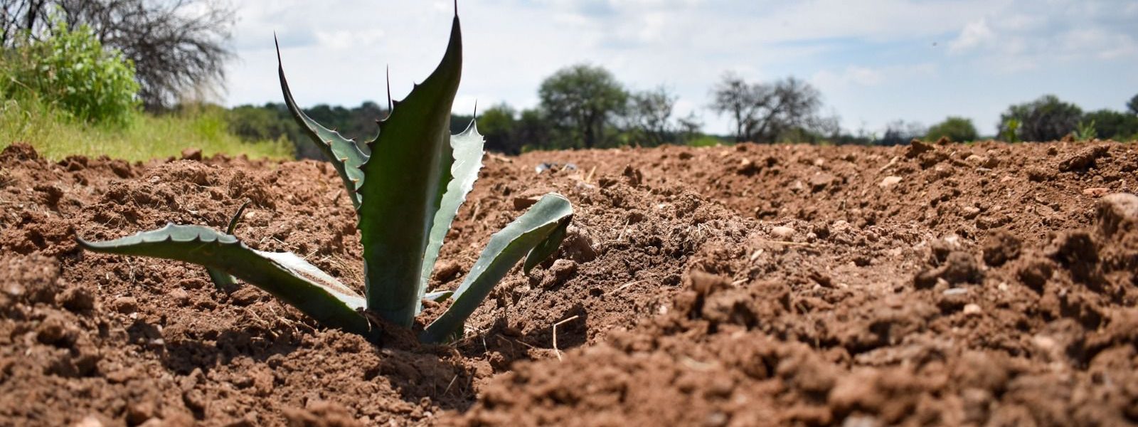 INVITAN A PRODUCTORES A ACCEDER A APOYOS PARA QUE SUS CULTIVOS SEAN MÁS RENTABLES
