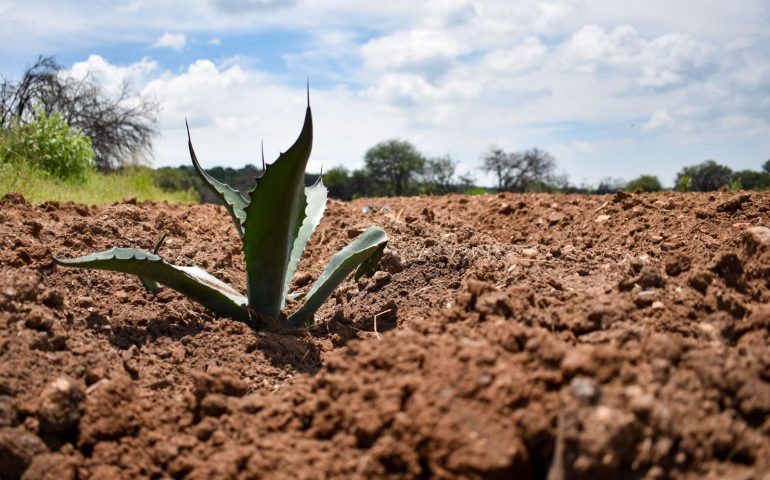INVITAN A PRODUCTORES A ACCEDER A APOYOS PARA QUE SUS CULTIVOS SEAN MÁS RENTABLES
