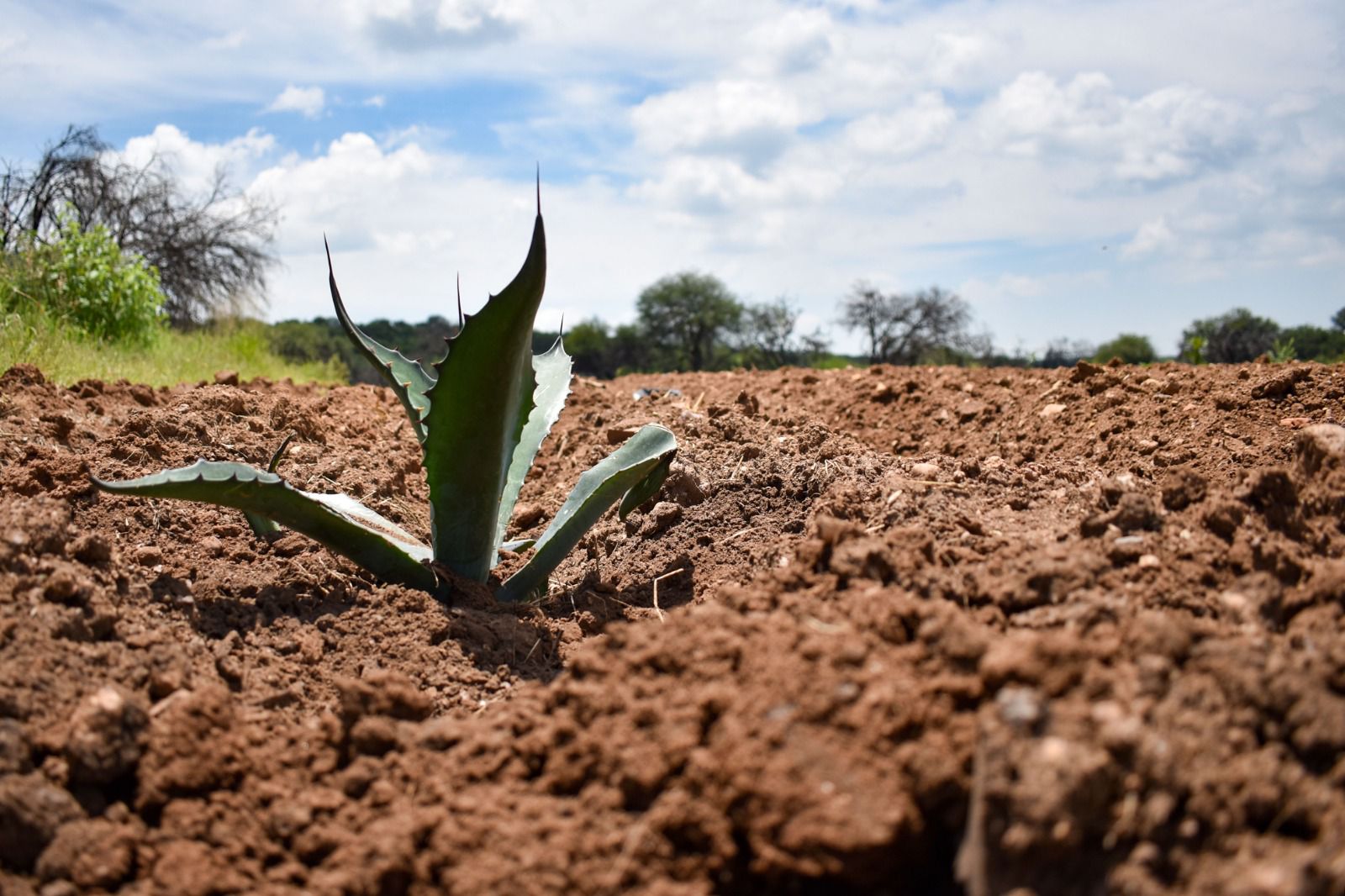 INVITAN A PRODUCTORES A ACCEDER A APOYOS PARA QUE SUS CULTIVOS SEAN MÁS RENTABLES