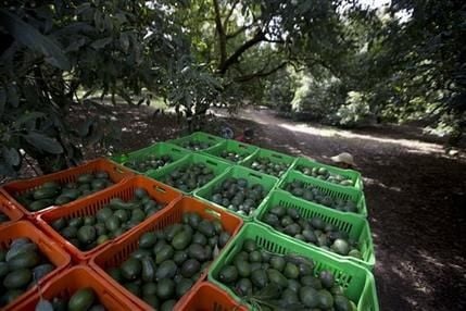 Carteles Unidos asesina a una familia completa por una huerta de aguacate