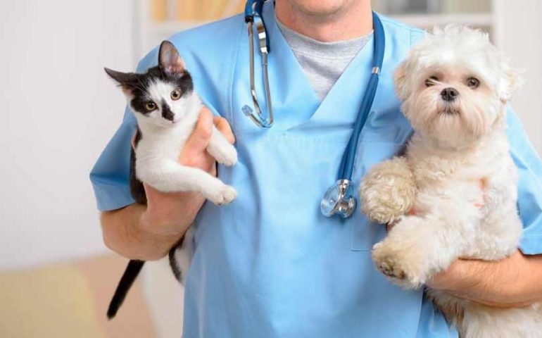Reforma avala la creación de veterinarias publicas en el pais