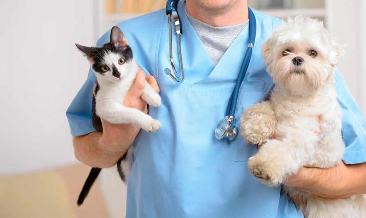 Reforma avala la creación de veterinarias publicas en el pais