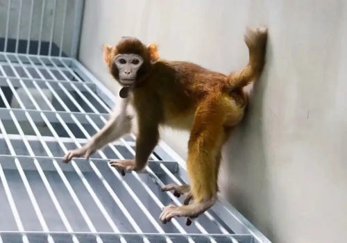 Científicos chinos logran clonar al primer macaco rhesus en más de 20 años