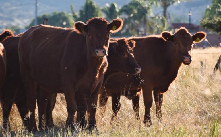 ABIERTA LA CONVOCATORIA PARA QUE PRODUCTORES MEJOREN SU GANADO