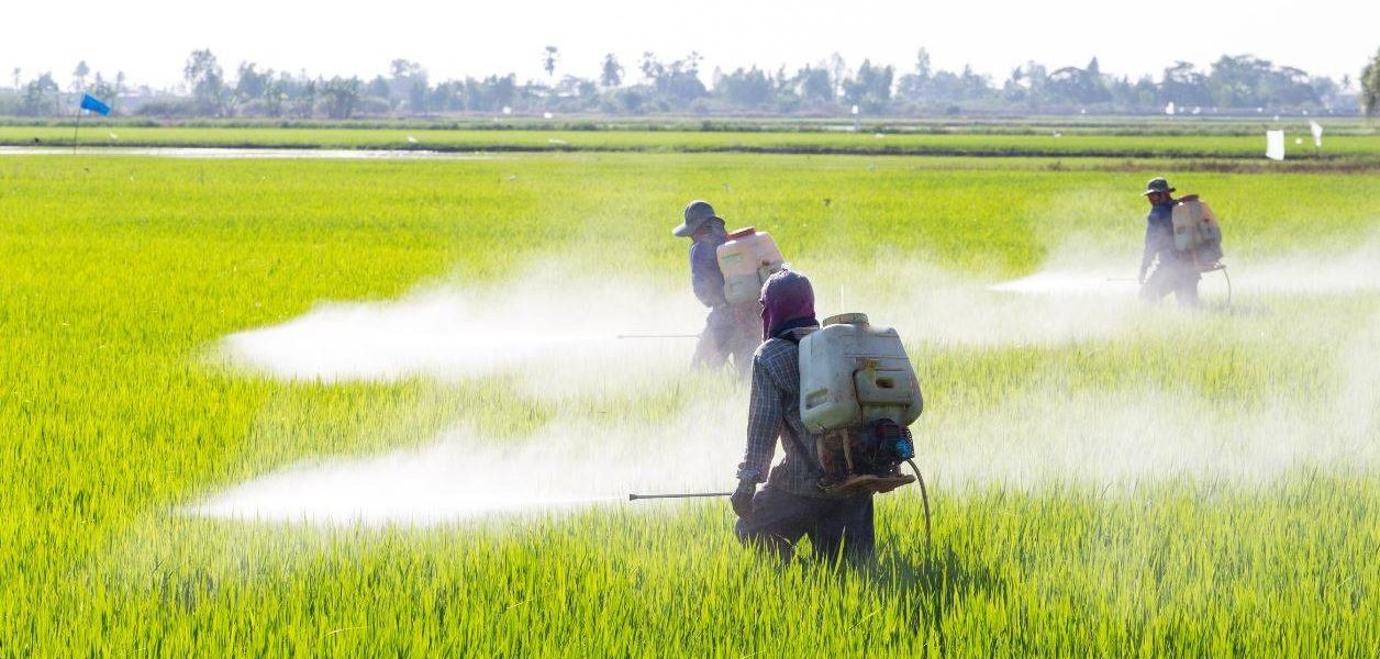 Temen encarecimiento de productos tras prohibición del glifosato en México