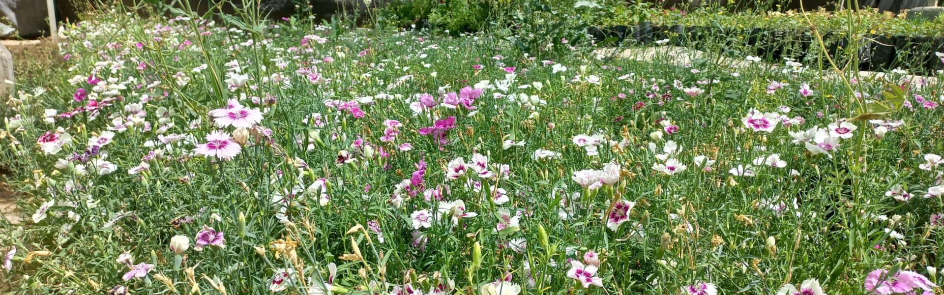 INVITA VIVERO MUNICIPAL A ADOPTAR PLANTAS Y ÁRBOLES