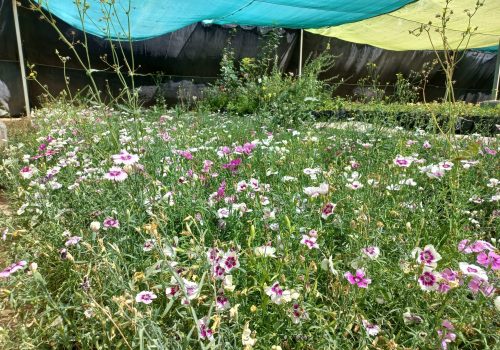 INVITA VIVERO MUNICIPAL A ADOPTAR PLANTAS Y ÁRBOLES