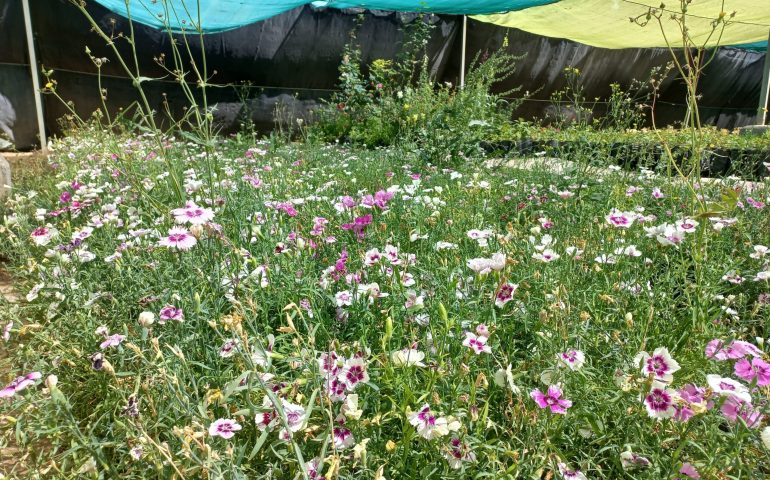 INVITA VIVERO MUNICIPAL A ADOPTAR PLANTAS Y ÁRBOLES