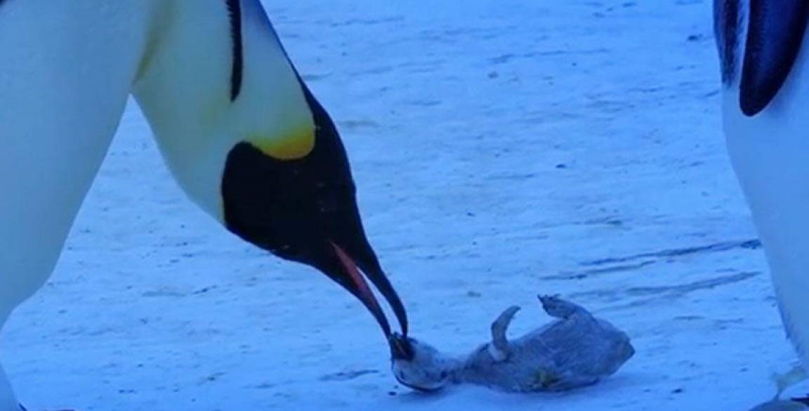 Deshielo extingue la población del pingüino emperador