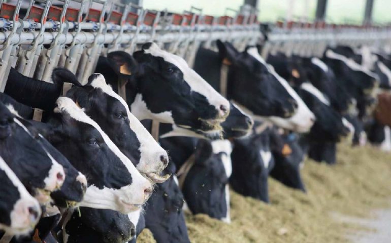 Detectan virus de gripe aviar en leche de vaca