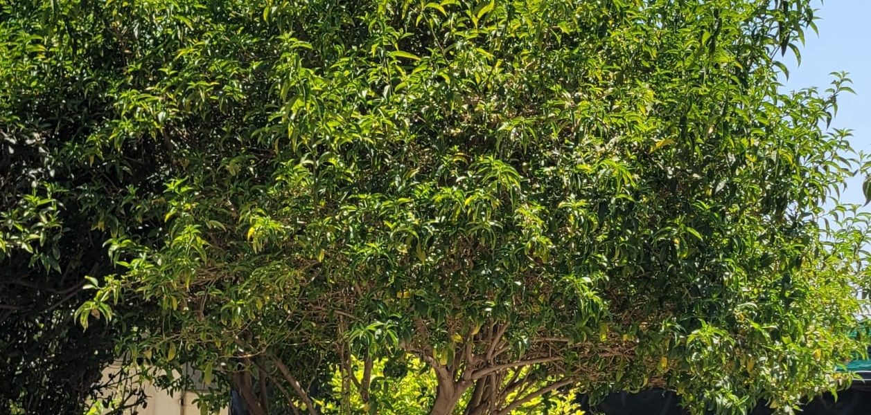 INFORMA MUNICIPIO DE AGUASCALIENTES SOBRE ESPECIES DE ÁRBOLES NO APTAS PARA BANQUETAS