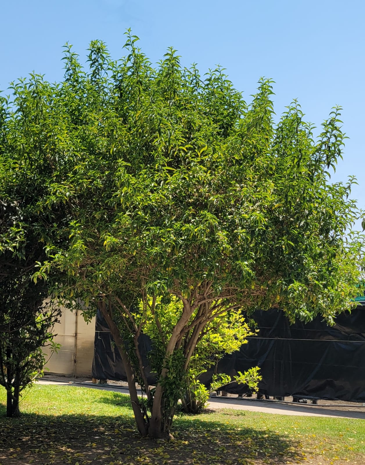 INFORMA MUNICIPIO DE AGUASCALIENTES SOBRE ESPECIES DE ÁRBOLES NO APTAS PARA BANQUETAS