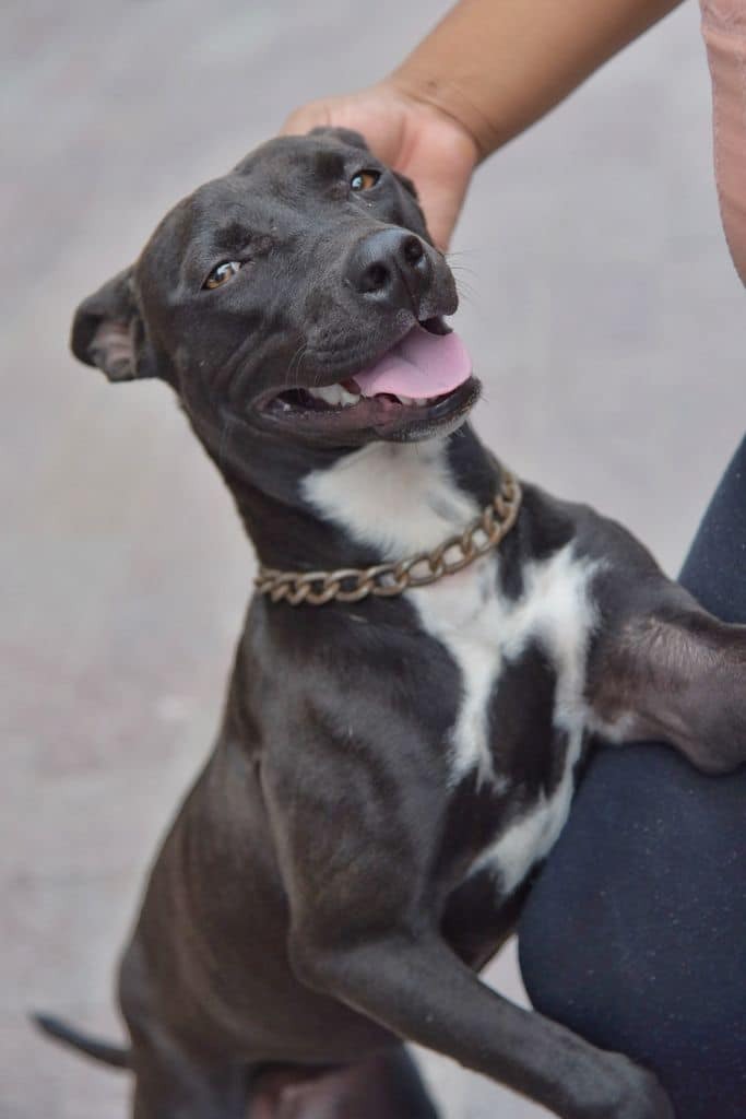 INVITA EL GOBIERNO DE JESÚS MARÍA A EXTREMAR CUIDADOS CON MASCOTAS, DEBIDO A LAS ALTAS TEMPERATURAS