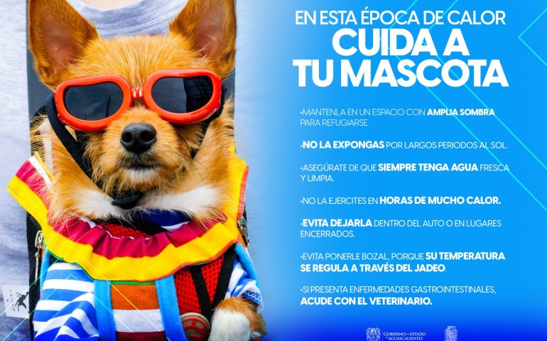 LLAMAN A SEGUIR SENCILLAS RECOMENDACIONES PARA EVITAR GOLPES DE CALOR EN LAS MASCOTAS