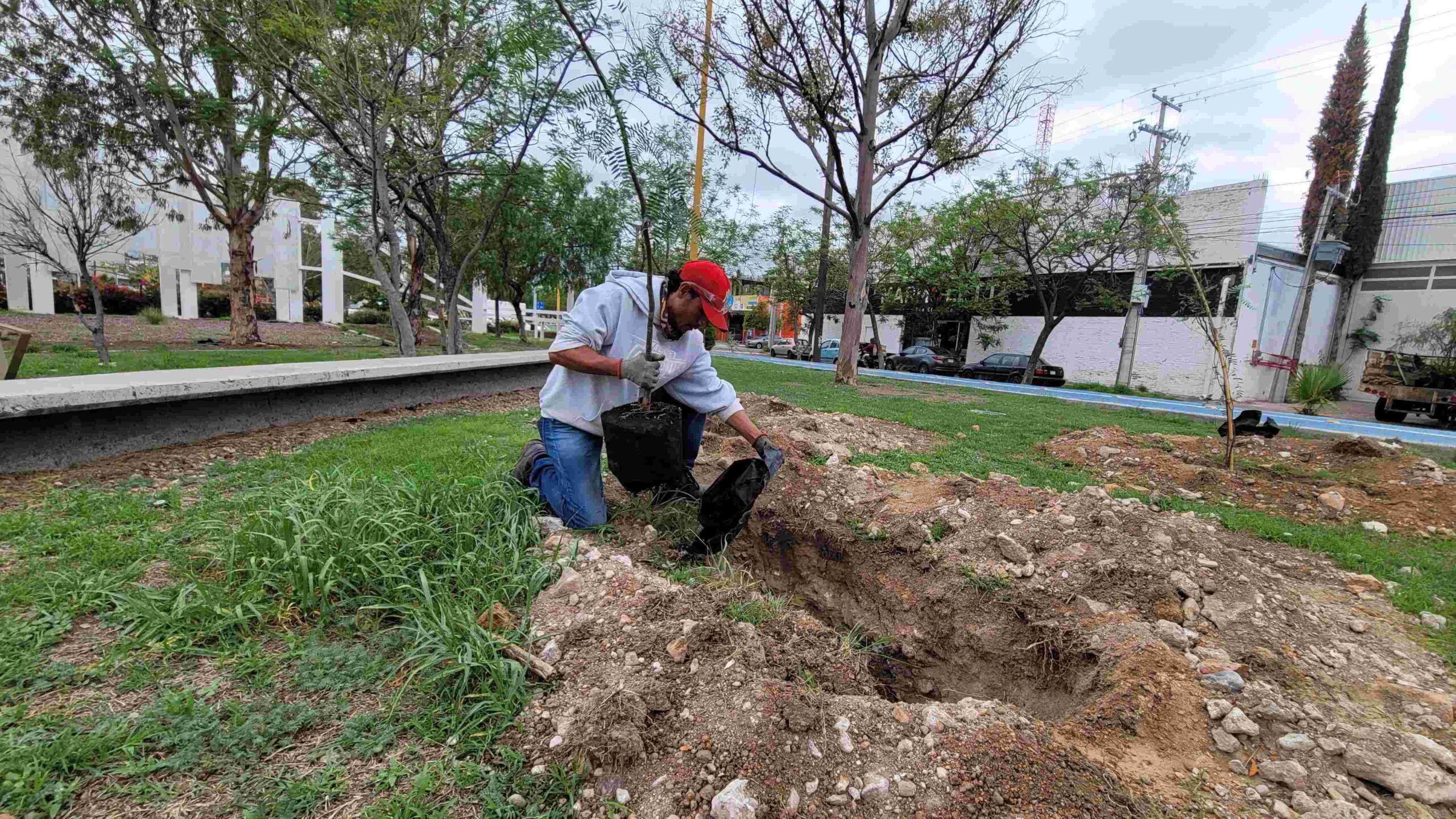 EMPRESAS SUMAN ESFUERZOS CON EL MUNICIPIO EN CUIDADOS DE ÁREAS ARBORIZADAS