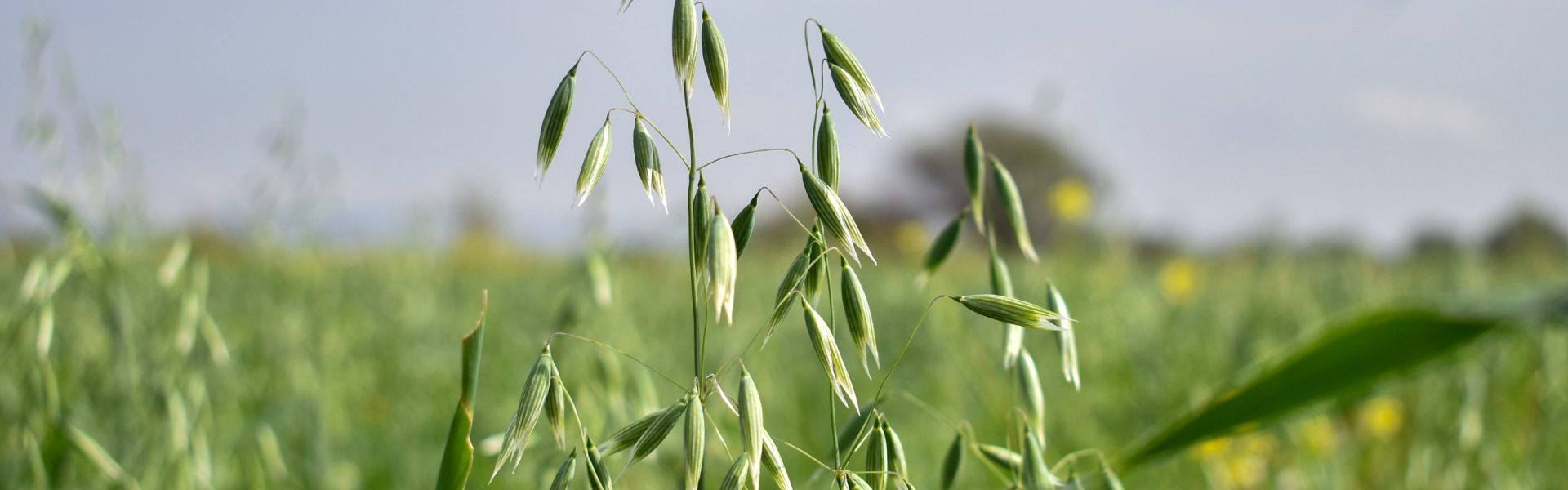 GOBIERNO DEL ESTADO ANUNCIA APOYOS DE SEMILLA DE AVENA PARA PRODUCTORES DEL CAMPO