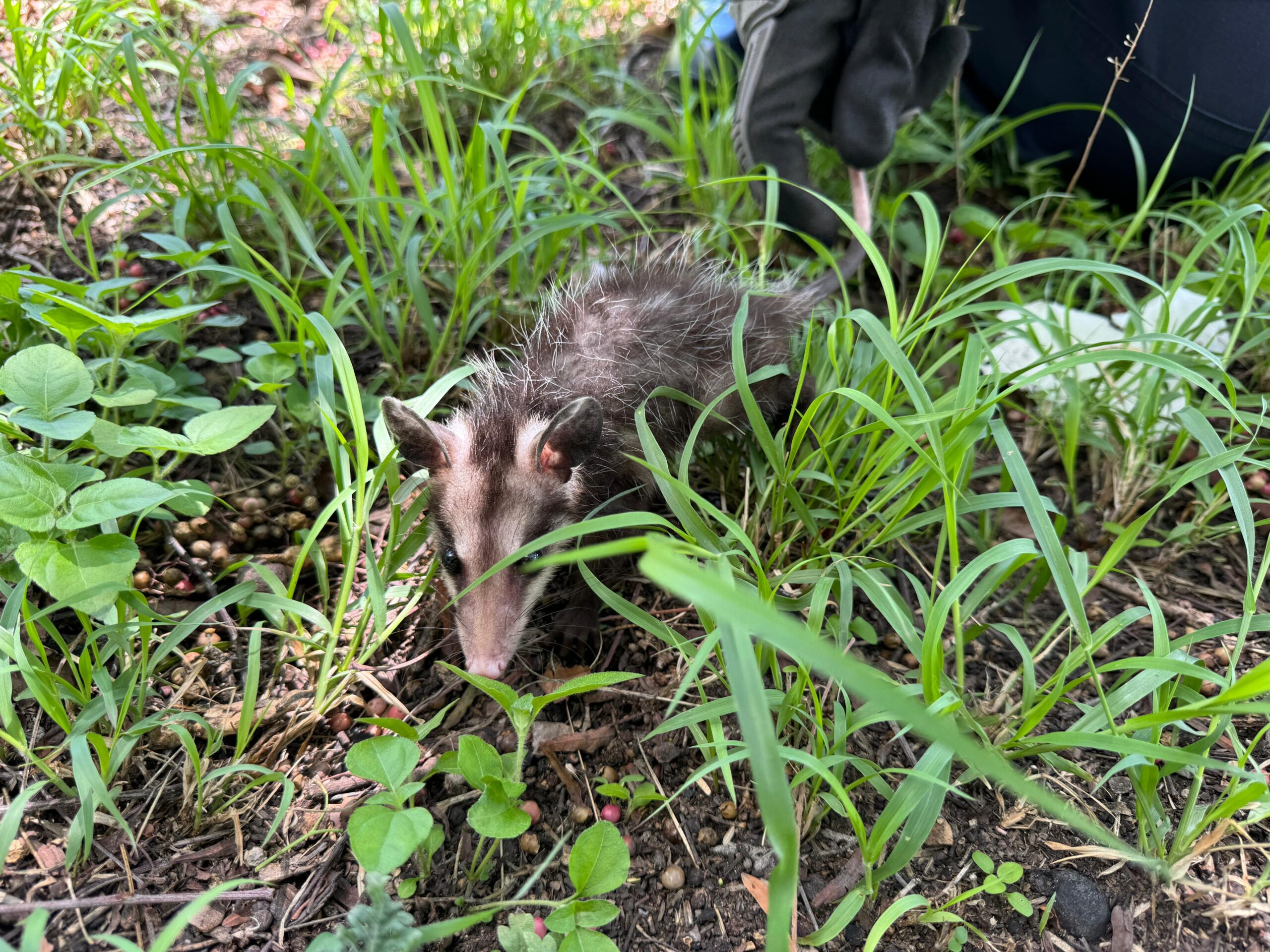 ALERTA PROTECCIÓN CIVIL MUNICIPAL SOBRE ANIMALES SILVESTRES EN MANCHA URBANA POR TEMPORADA DE LLUVIAS