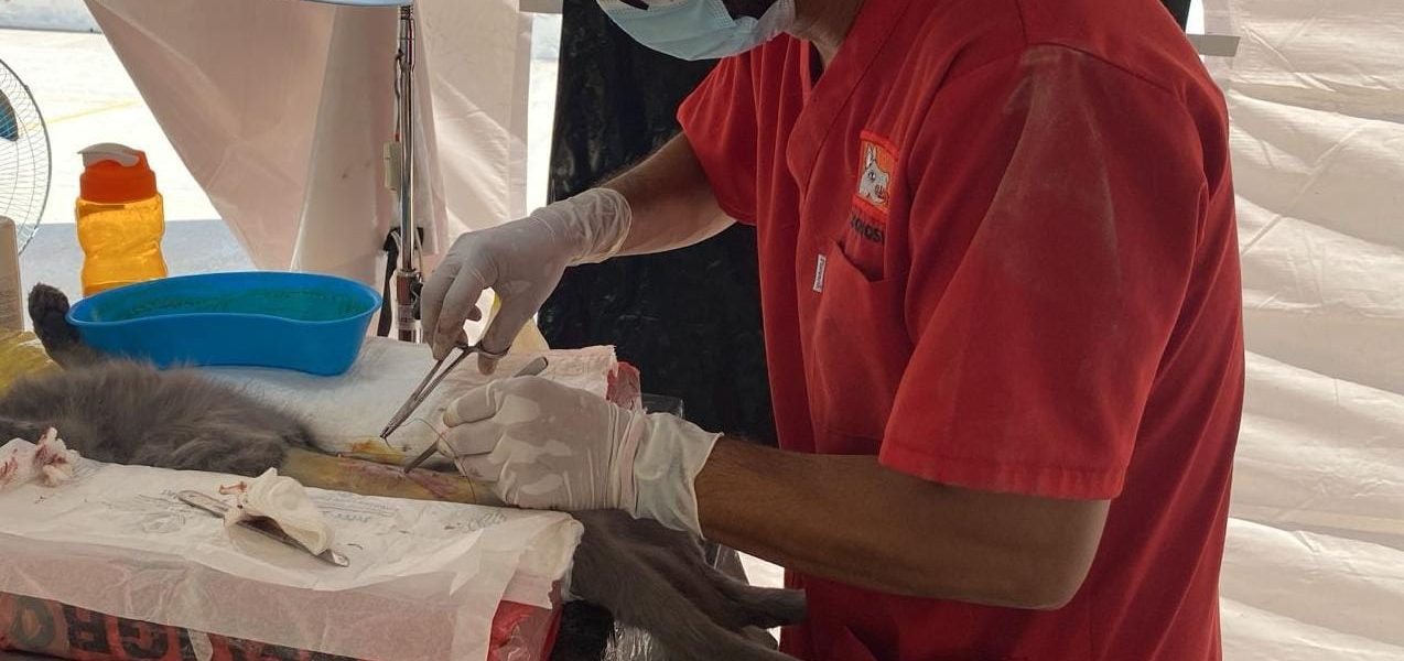 MÁS DE 300 ESTERILIZACIONES CANINAS Y FELINAS SE HAN REALIZADO ESTE AÑO EN JESÚS MARÍA