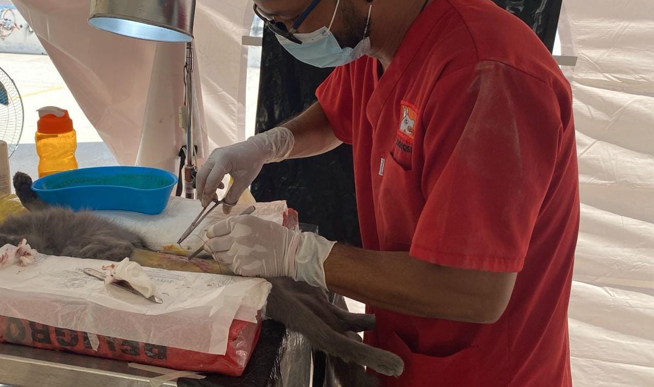 MÁS DE 300 ESTERILIZACIONES CANINAS Y FELINAS SE HAN REALIZADO ESTE AÑO EN JESÚS MARÍA