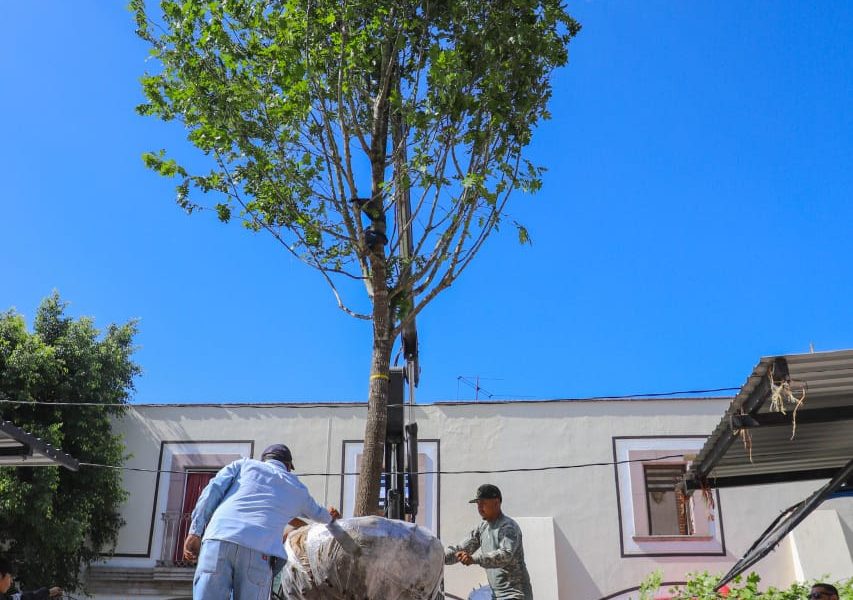 iContinúa la reforestación en el municipio de Jesus María!