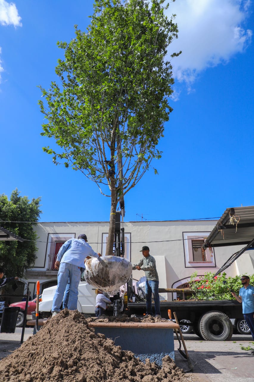 iContinúa la reforestación en el municipio de Jesus María!