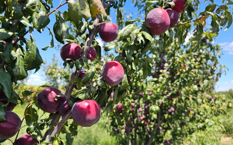GOBIERNO DEL ESTADO IMPULSA LA COMPETITIVIDAD DEL CAMPO CON EL CULTIVO DE CIRUELA