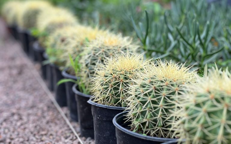LA SSMAA REFUERZA LA PROTECCIÓN Y CONSERVACIÓN DE LAS BIZNAGAS EN AGUASCALIENTES