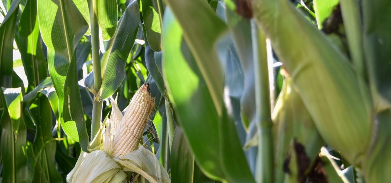 AGRICULTORES PODRÁN ACCEDER A SEMILLA MEJORADA DE MAÍZ PARA AUMENTAR SU PRODUCCIÓN