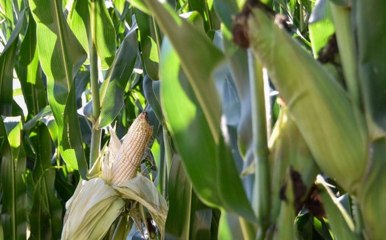 AGRICULTORES PODRÁN ACCEDER A SEMILLA MEJORADA DE MAÍZ PARA AUMENTAR SU PRODUCCIÓN