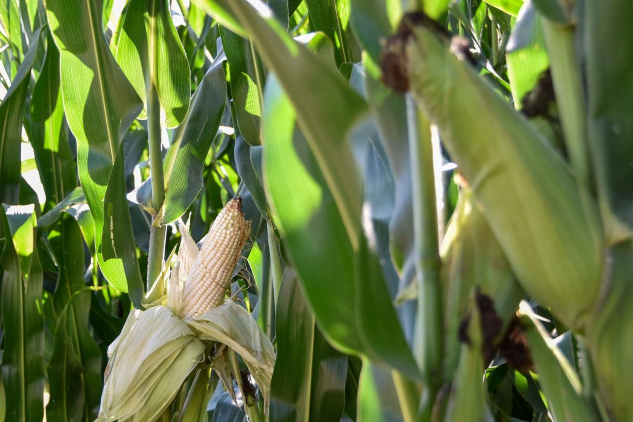 AGRICULTORES PODRÁN ACCEDER A SEMILLA MEJORADA DE MAÍZ PARA AUMENTAR SU PRODUCCIÓN