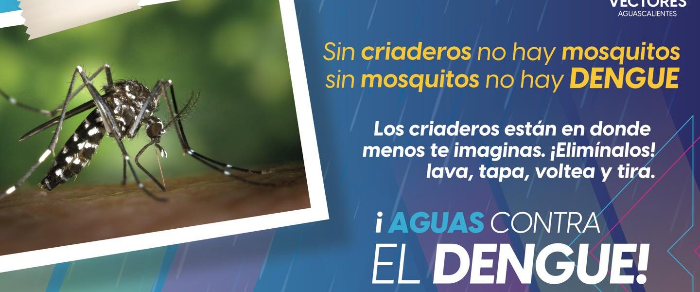 Los criaderos de mosquitos transmisores del dengue surgen en recipientes con agua estancada, ¡elimínalos! 🙌🦟
