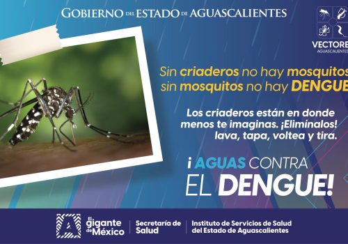Los criaderos de mosquitos transmisores del dengue surgen en recipientes con agua estancada, ¡elimínalos! 🙌🦟