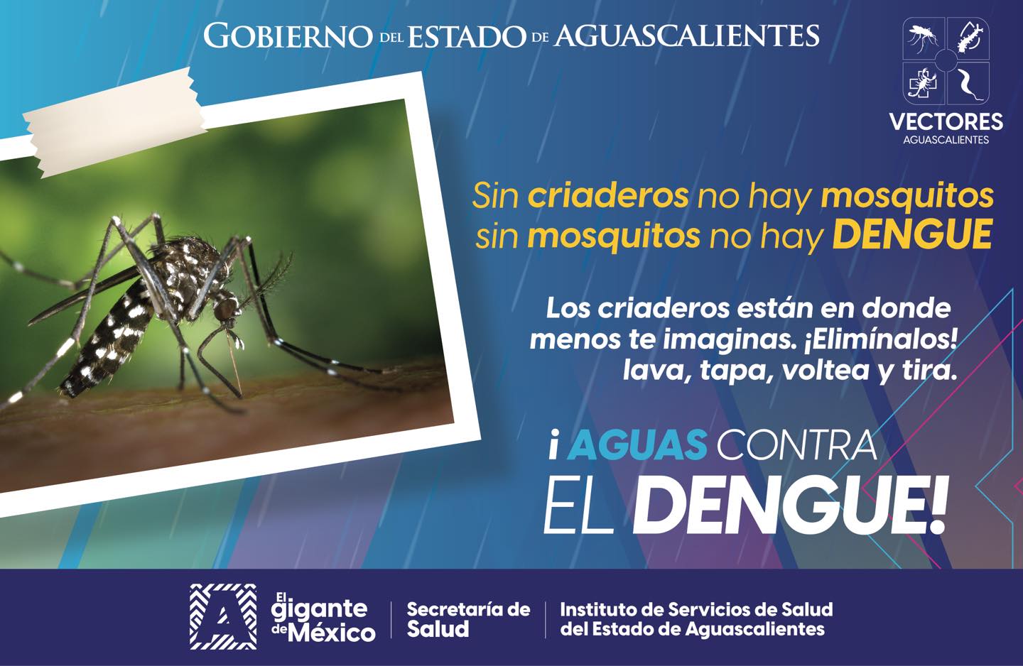 Los criaderos de mosquitos transmisores del dengue surgen en recipientes con agua estancada, ¡elimínalos! 🙌🦟