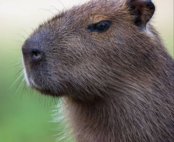 MUNICIPIO INVITA A CELEBRAR EL “DÍA DE LAS Y LOS NIÑOS” Y A CONOCER A UNA PAREJA DE CAPIBARAS EN EL PARQUE HIDALGO