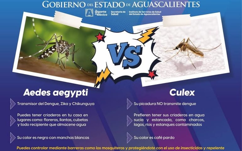 ¿Conoces la diferencia entre el mosquito Aedes aegypti y el Culex?