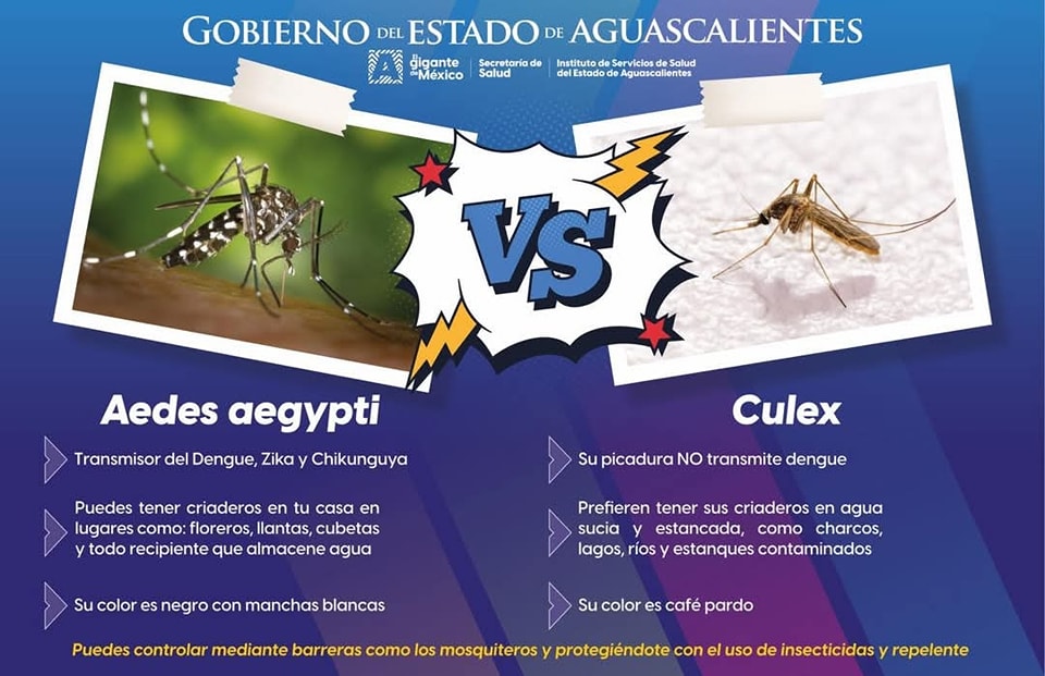 ¿Conoces la diferencia entre el mosquito Aedes aegypti y el Culex?