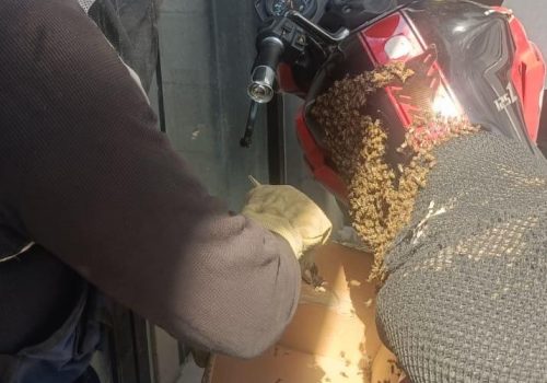 BOMBEROS DE JESÚS MARÍA HAN REUBICADO MÁS DE 100 ENJAMBRES DE ABEJAS EN LO QUE VA DEL AÑO