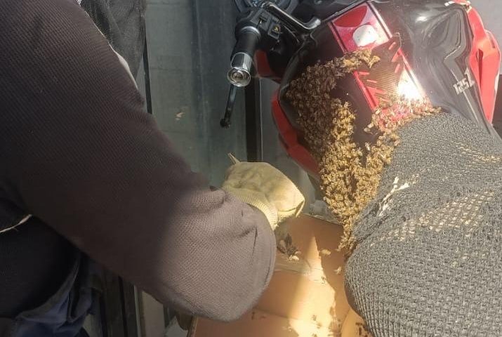 BOMBEROS DE JESÚS MARÍA HAN REUBICADO MÁS DE 100 ENJAMBRES DE ABEJAS EN LO QUE VA DEL AÑO