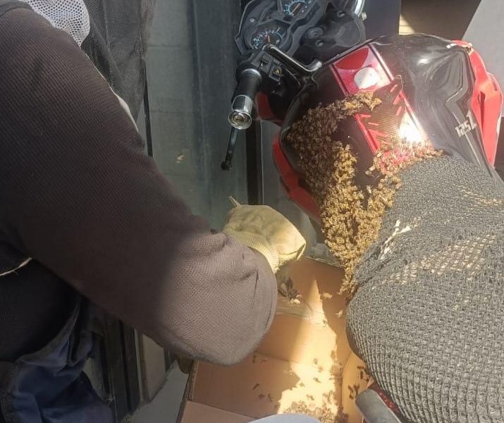 BOMBEROS DE JESÚS MARÍA HAN REUBICADO MÁS DE 100 ENJAMBRES DE ABEJAS EN LO QUE VA DEL AÑO