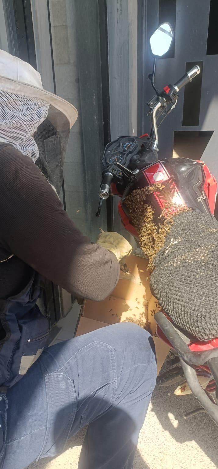BOMBEROS DE JESÚS MARÍA HAN REUBICADO MÁS DE 100 ENJAMBRES DE ABEJAS EN LO QUE VA DEL AÑO